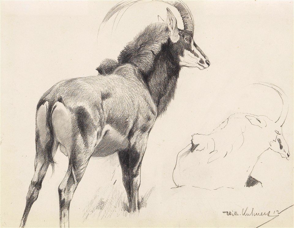 Wikhelm Kuhnert Rappenantilope 1912