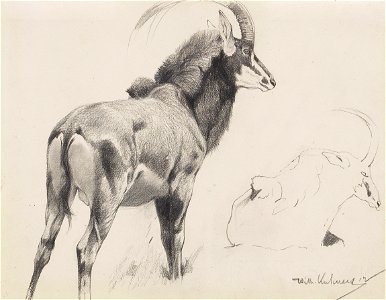 Wikhelm Kuhnert Rappenantilope 1912