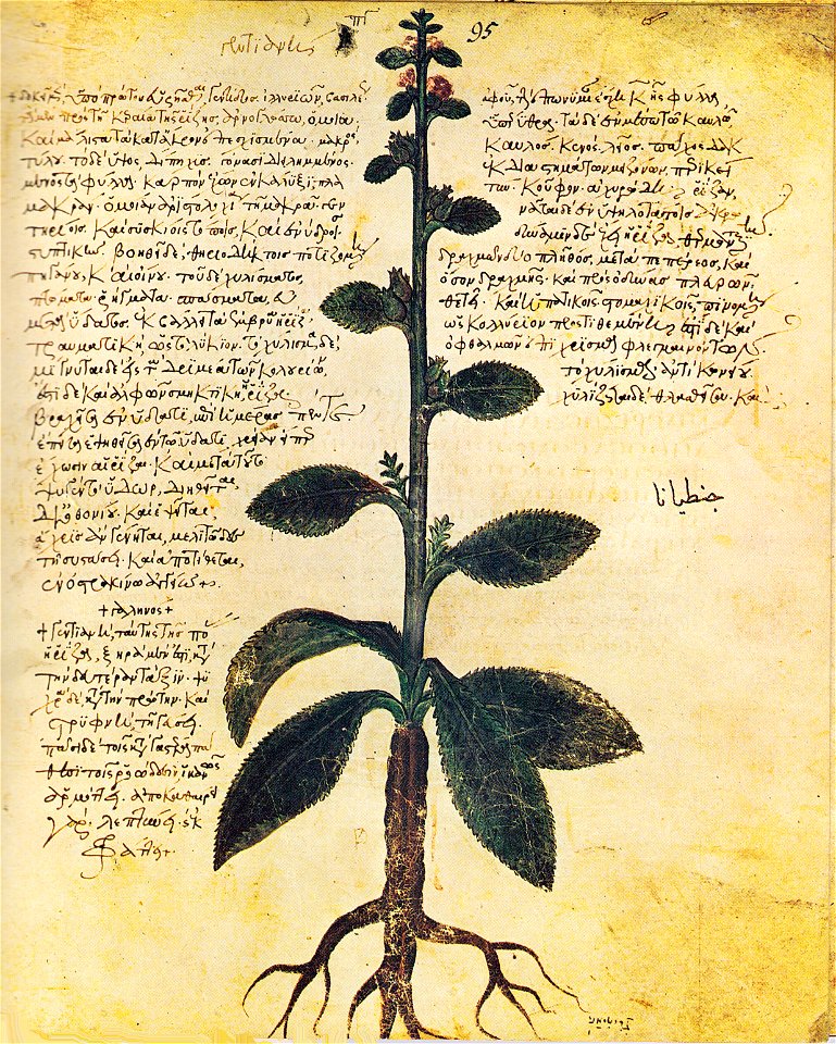 Wiener Dioskurides Gentiana