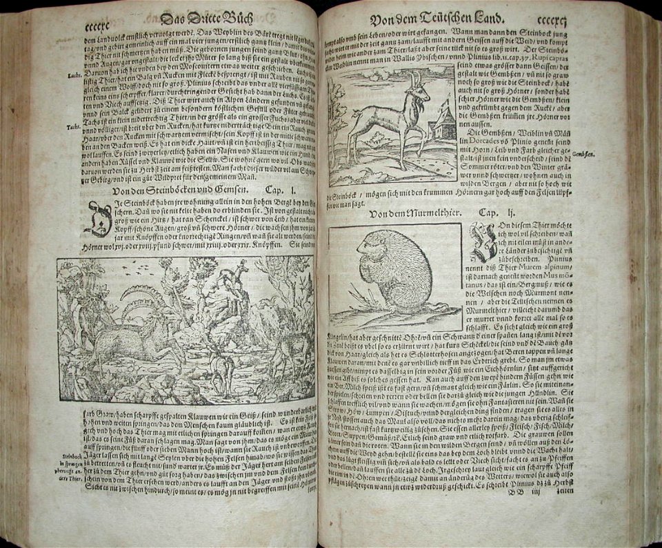 Wild goats and other animals (1578)