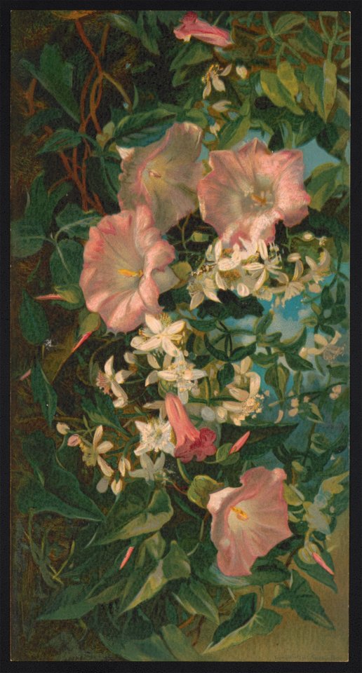 Wild morning glories and clematis - after Julia Dillon. LCCN2016652328