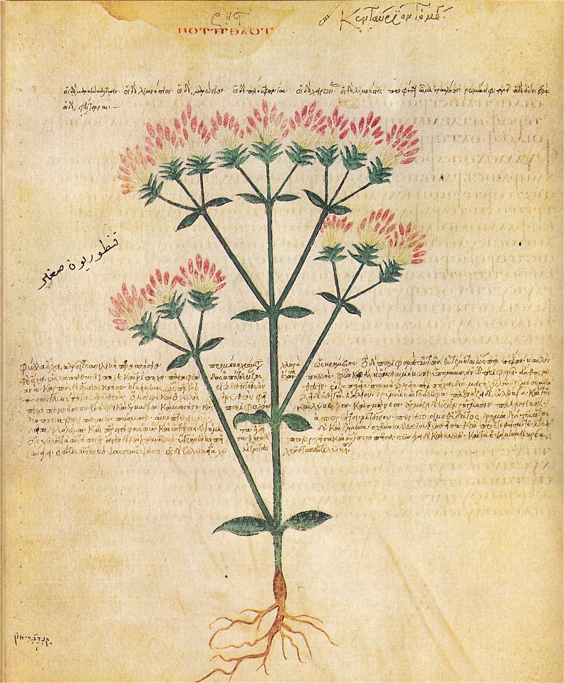 Wiener Dioskurides Centauria minor