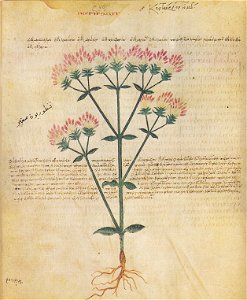Wiener Dioskurides Centauria minor