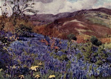 Wild Hyacinths - The English Lakes - A. Heaton Cooper. Free illustration for personal and commercial use.