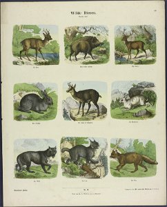 Wilde dieren-Catchpenny print-Borms 0079