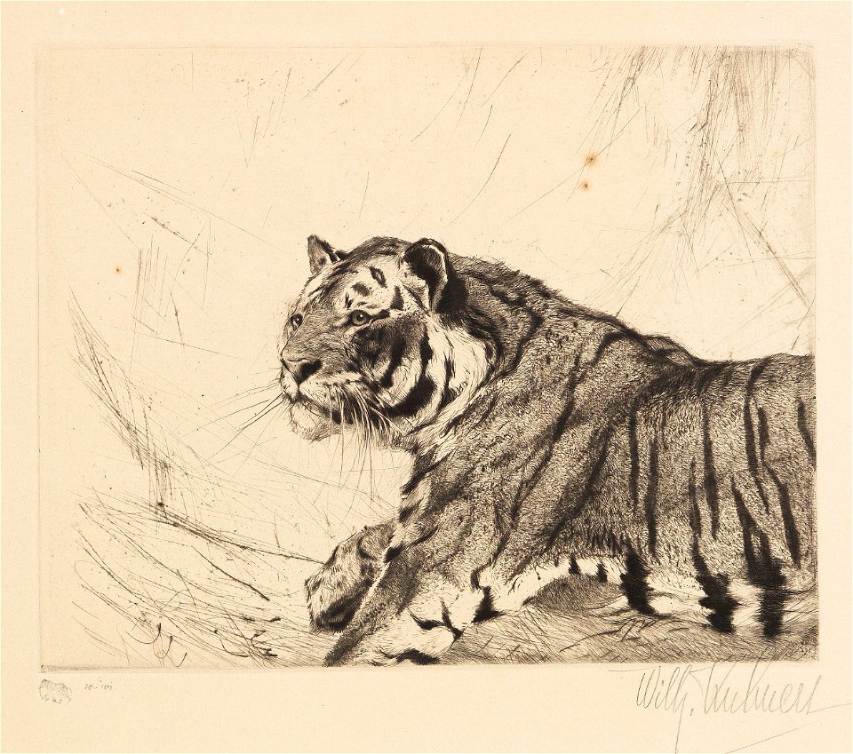 Wilhelm Kuhnert Tiger Radierung
