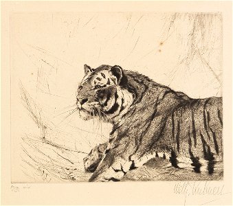 Wilhelm Kuhnert Tiger Radierung