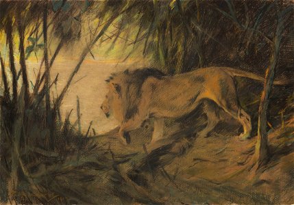 Wilhelm Kuhnert Löwe zum Flusse ziehend