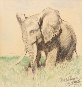 Wilhelm Kuhnert Afrikanischer Elefant in der Steppe 1922
