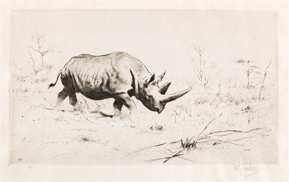 Wilhelm Kuhnert Afrikanisches Nashorn Radierung