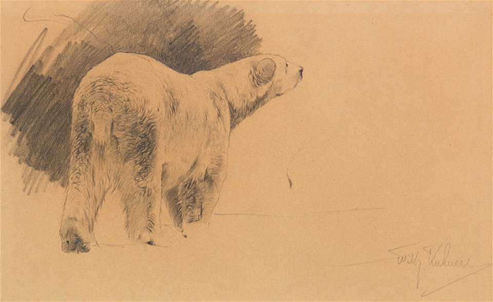 Wilhelm Kuhnert Stehender Eisbär c1909