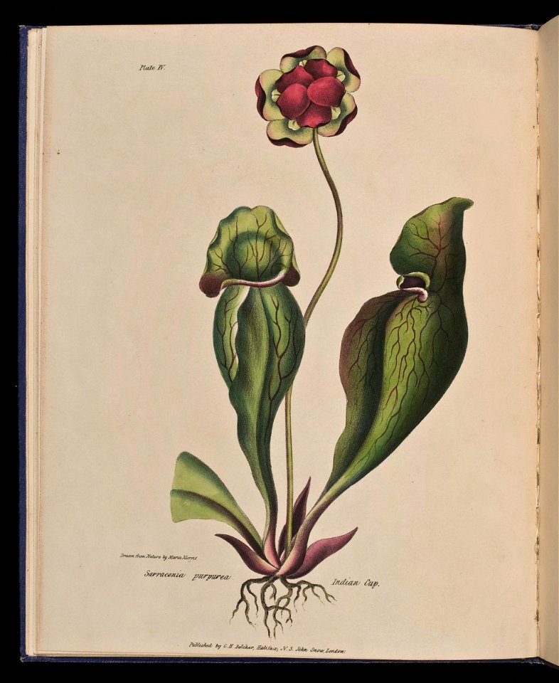 Wild Flowers of Nova Scotia Sarracenia purpurea. Indian Cup (Plate IV)