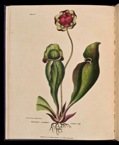 Wild Flowers of Nova Scotia Sarracenia purpurea. Indian Cup (Plate IV)