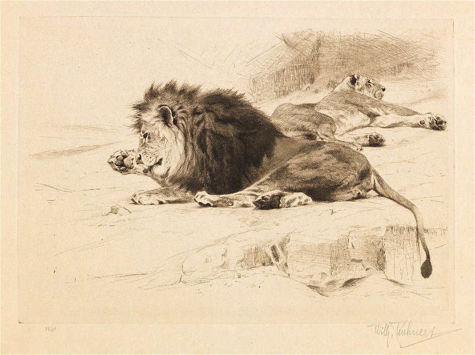 Wilhelm Kuhnert Ruhende Löwen Radierung