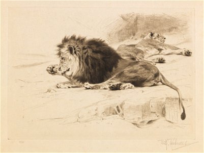 Wilhelm Kuhnert Ruhende Löwen Radierung