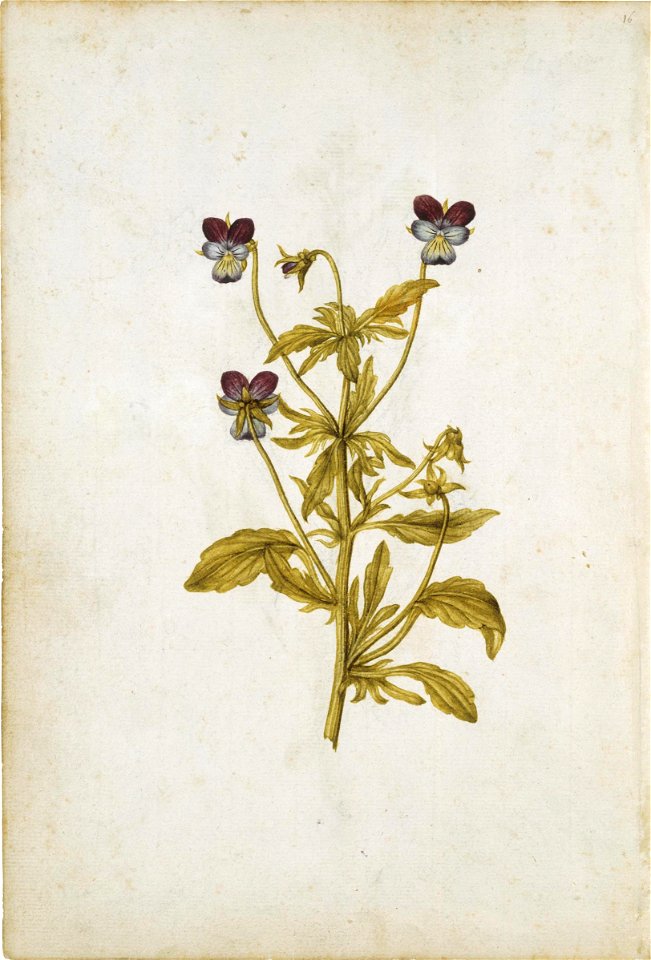 Wild Pansy (Heartsease)