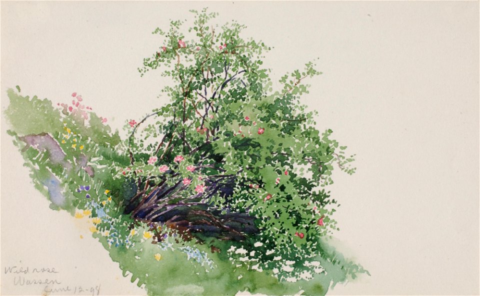 Wild Rose, Wassen-1983.83.191 1