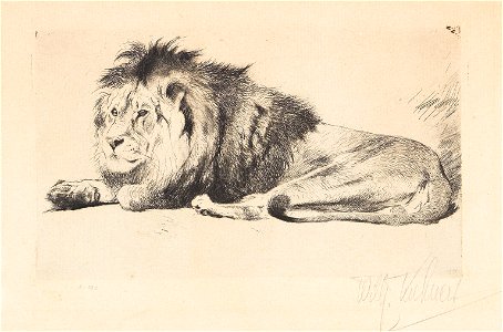 Wilhelm Kuhnert Ruhender Löwe Radierung