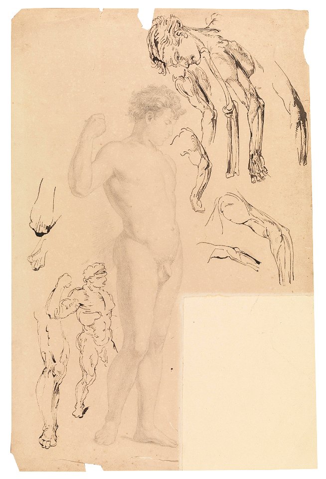 Wilhelm Busch Akt und Detailstudien