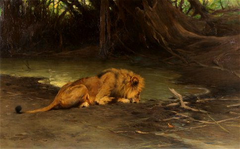 Wilhelm Kuhnert Löwe an der Tränke