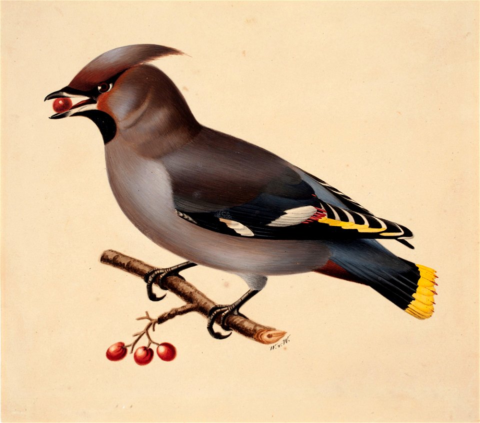 Wilhelm von Wright - Bohemian Waxwing - A II 1022-28 - Finnish National Gallery