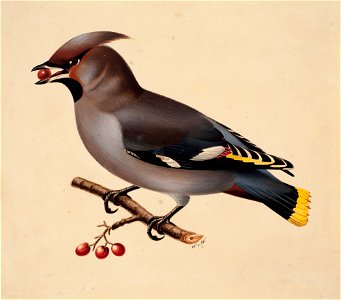 Wilhelm von Wright - Bohemian Waxwing - A II 1022-28 - Finnish National Gallery