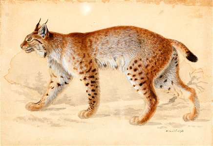 Wilhelm von Wright - Lynx - A-2002-637 - Finnish National Gallery. Free illustration for personal and commercial use.