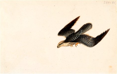 Wilhelm von Wright - Eurasian Sparrowhawk Flying - A II 1254-132 - Finnish National Gallery