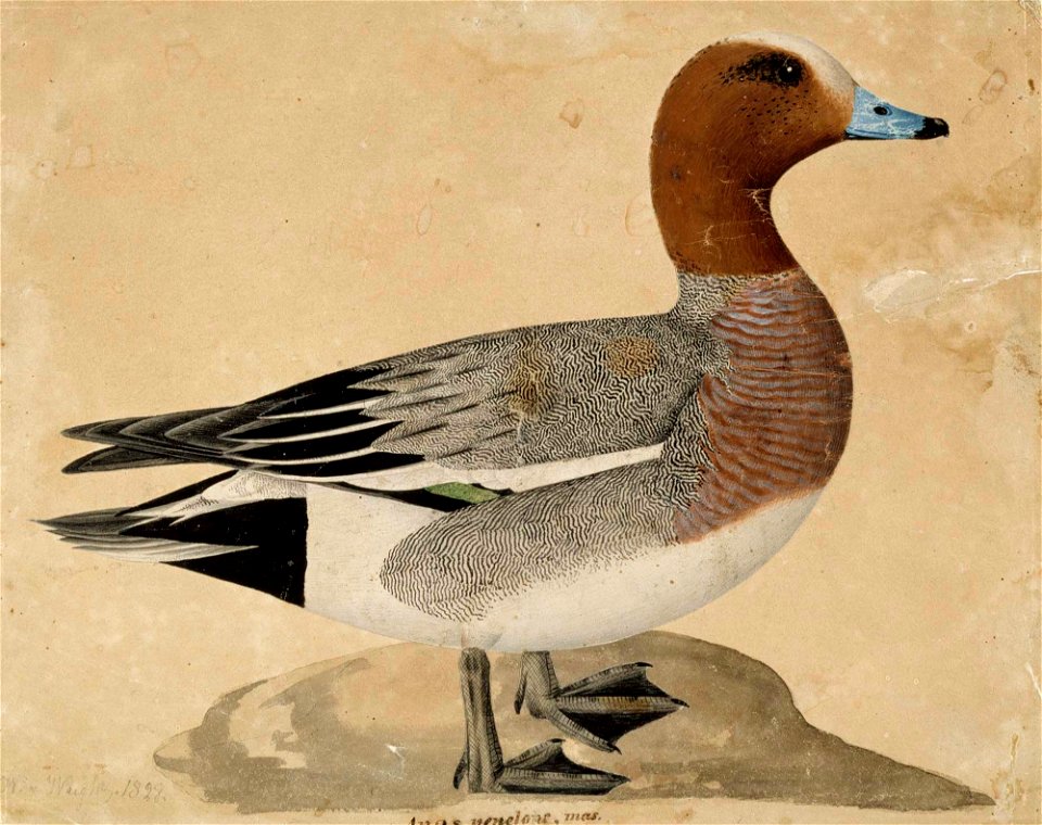 Wilhelm von Wright - Eurasian Wigeon - A IV 3573 - Finnish National Gallery