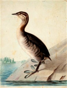 Wilhelm von Wright - Young Horned Grebe - A II 1254-134 - Finnish National Gallery