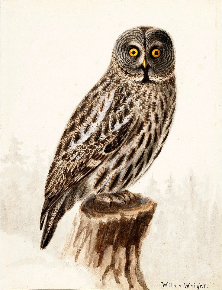 Wilhelm von Wright - Great Grey Owl - A-2002-636 - Finnish National Gallery