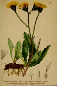 Willemetia stipitata ssp stipitata