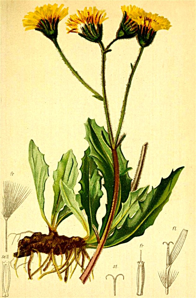 Willemetia stipitata Atlas Alpenflora