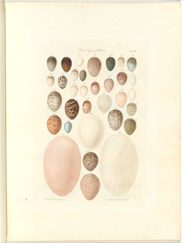 William Blandowski - Birds eggs of Victoria.the unpublished folio Australia Terra Cognita by William Blandowski. 1855-56 - Google Art Project