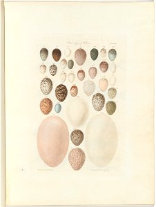 William Blandowski - Birds eggs of Victoria.the unpublished folio Australia Terra Cognita by William Blandowski. 1855-56 - Google Art Project