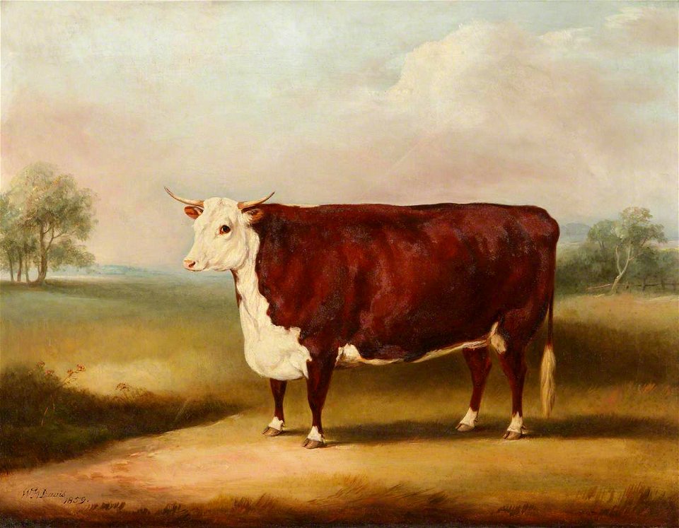 William Henry Davis (1786-1865) - Hereford Cow - 609113 - National Trust