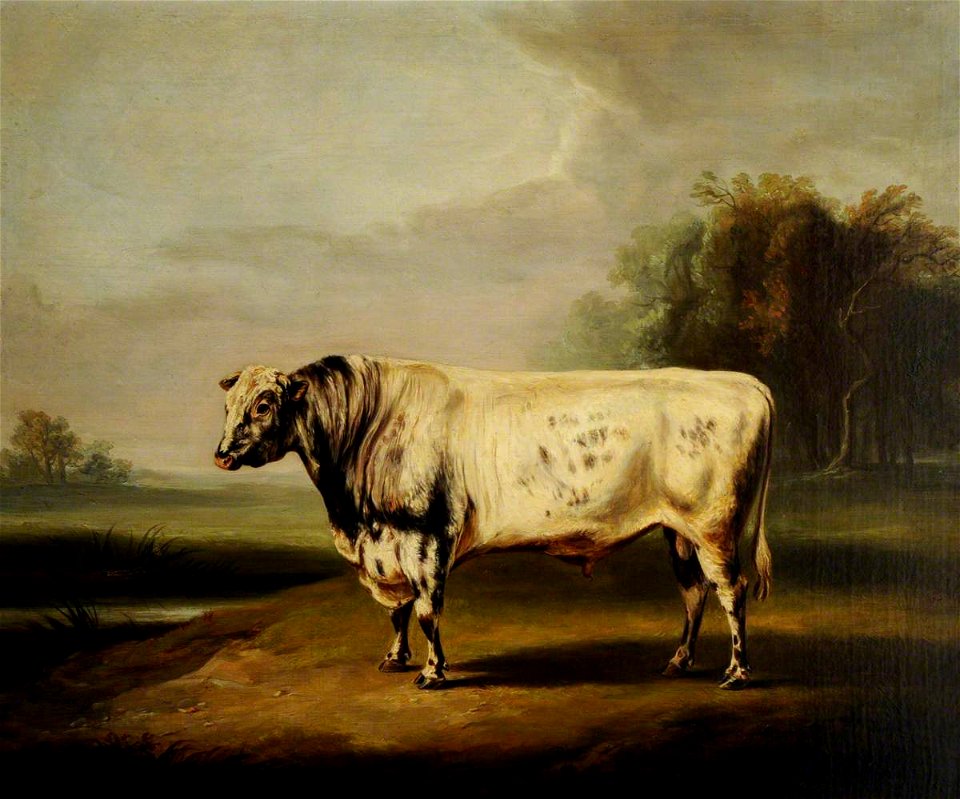 William Henry Davis (1786-1865) - A Prize Grey Shorthorn Bull by a Pond - 290478 - National Trust