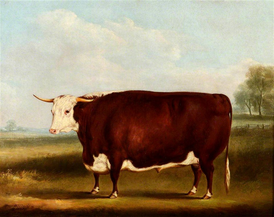 William Henry Davis (1786-1865) - Prize Bull - 609120 - National Trust