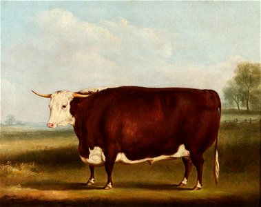 William Henry Davis (1786-1865) - Prize Bull - 609120 - National Trust