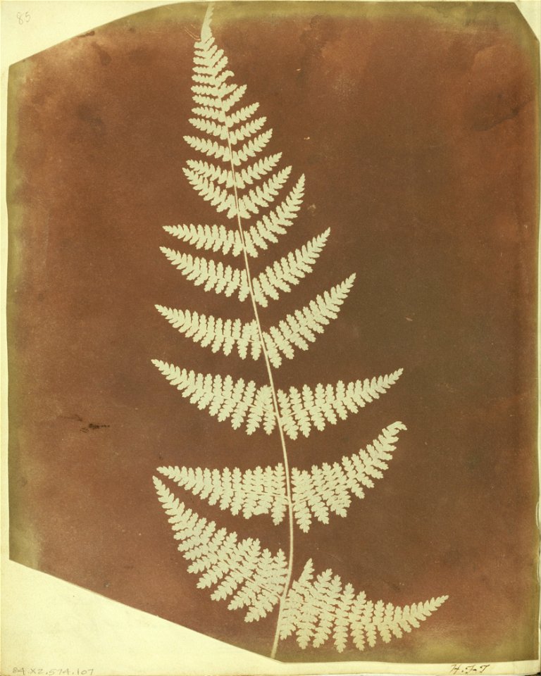 William Henry Fox Talbot (British - (Buckler Fern) - Google Art Project