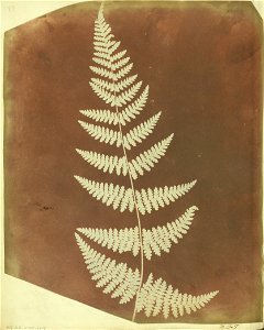 William Henry Fox Talbot (British - (Buckler Fern) - Google Art Project