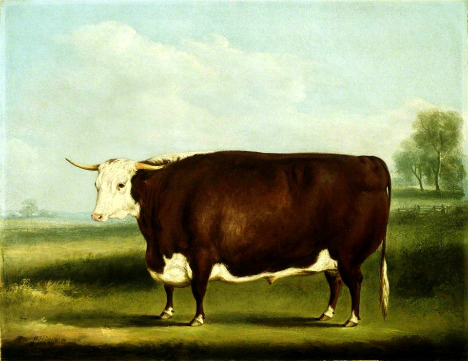 William Henry Davis (1786-1865) - Hereford Bull - 609106 - National Trust