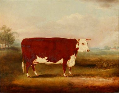William Henry Davis (1786-1865) - Hereford Cow - 609110 - National Trust