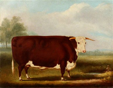 William Henry Davis (1786-1865) - Hereford Bull - 609114 - National Trust