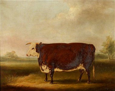 William Henry Davis (1786-1865) - Hereford Cow - 609116 - National Trust
