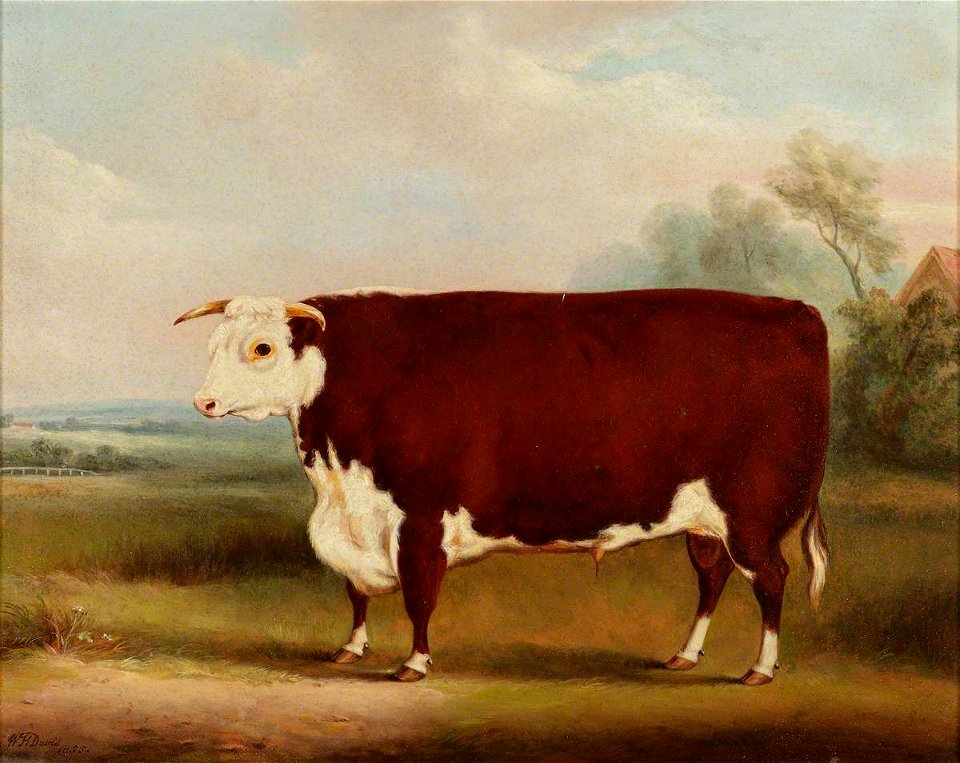William Henry Davis (1786-1865) - Prize Bull - 609119 - National Trust