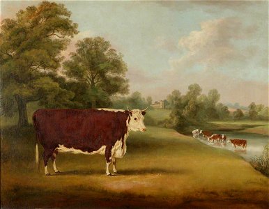 William Henry Davis (1786-1865) - Hereford Cow near Cronkhill Farmhouse, 1858 - 609107 - National Trust