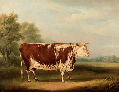 William Henry Davis (1786-1865) - Hereford Cow - 609109 - National Trust