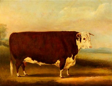 William Henry Davis (1786-1865) - Hereford Bull, ‘Walford' - 609108 - National Trust