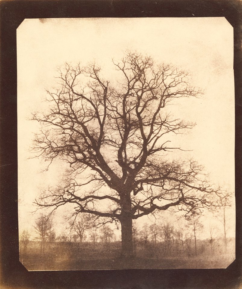 William Henry Fox Talbot (British - An Oak Tree in Winter - Google Art Project